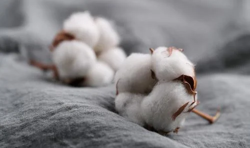 Combed Cotton vs Regular Cotton