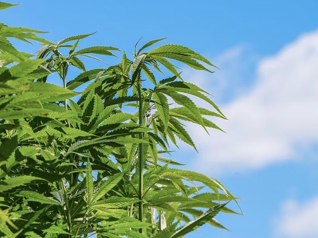 Hemp