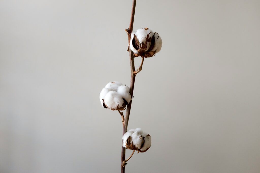 Pima Cotton