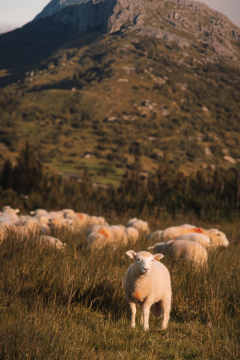 sheep